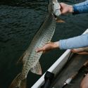 Musky fishing in Canada
