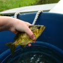 Rock bass fishing in Canada